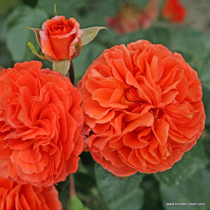 ORANGERIE® ORANGERIE®